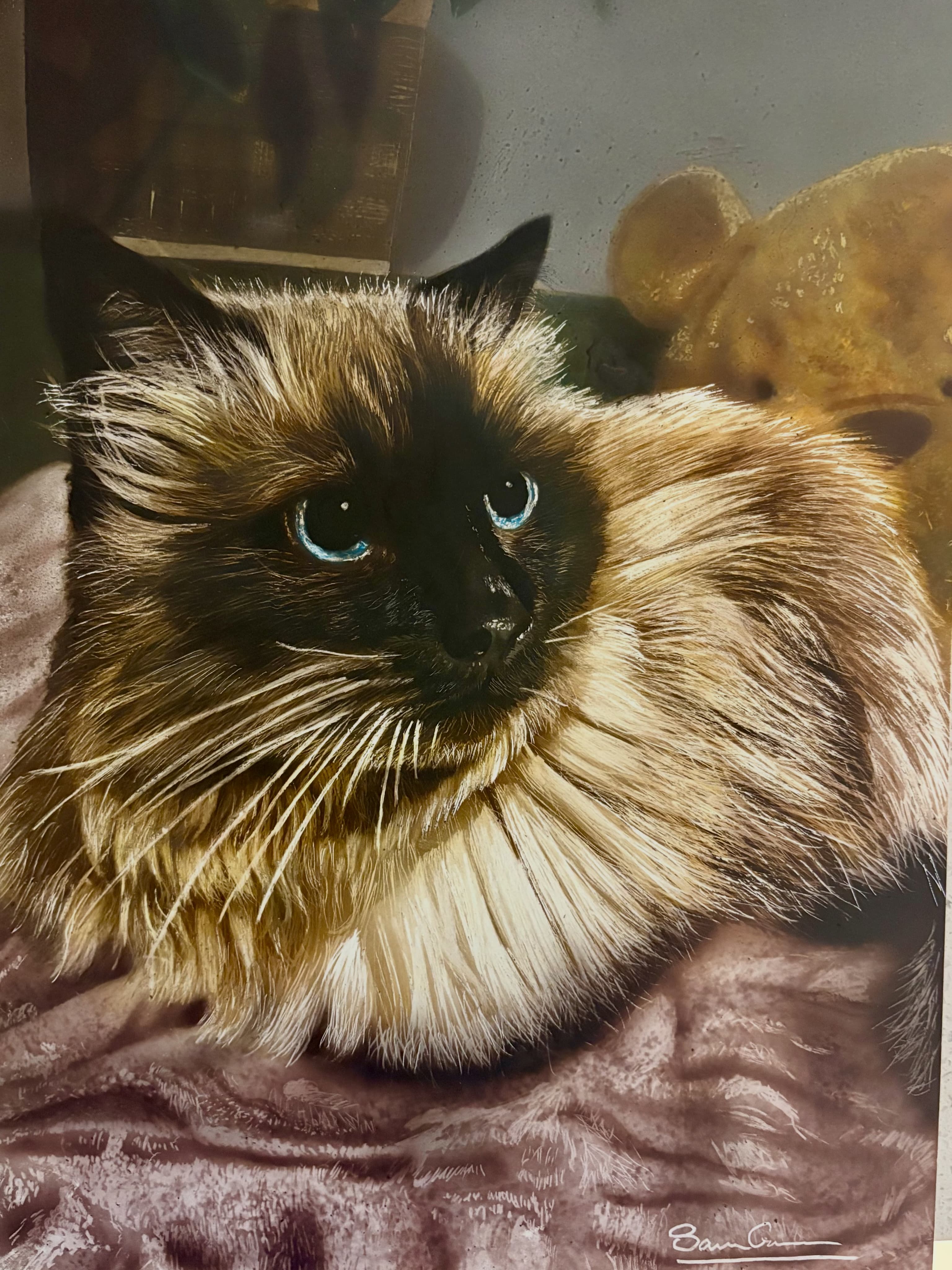 Detailed drawing of a fluffy cat with blue eyes and dark face on pink blanket.