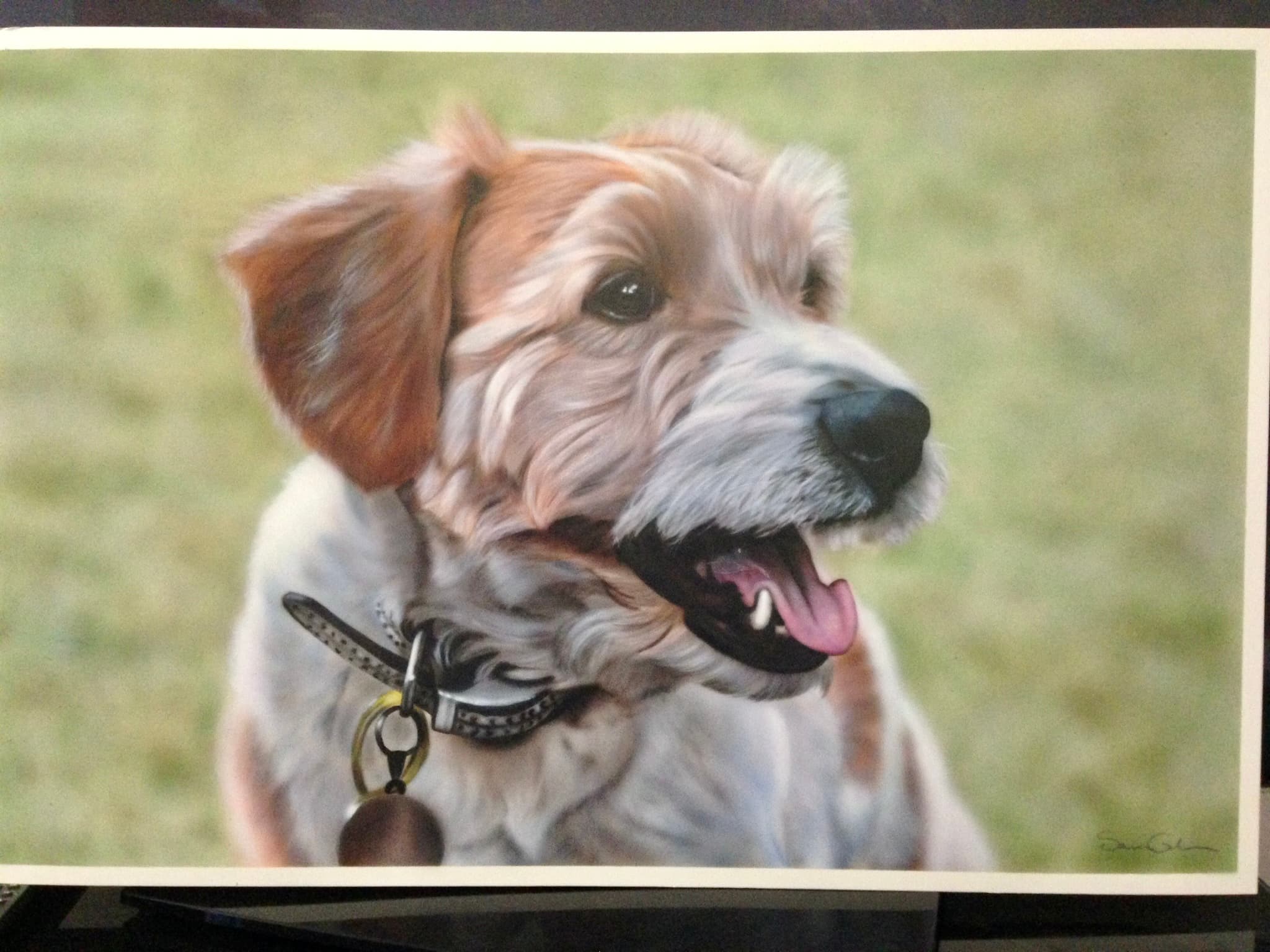 Scruffy tan and white dog with open mouth, wearing a collar, looking right against blurred grass.