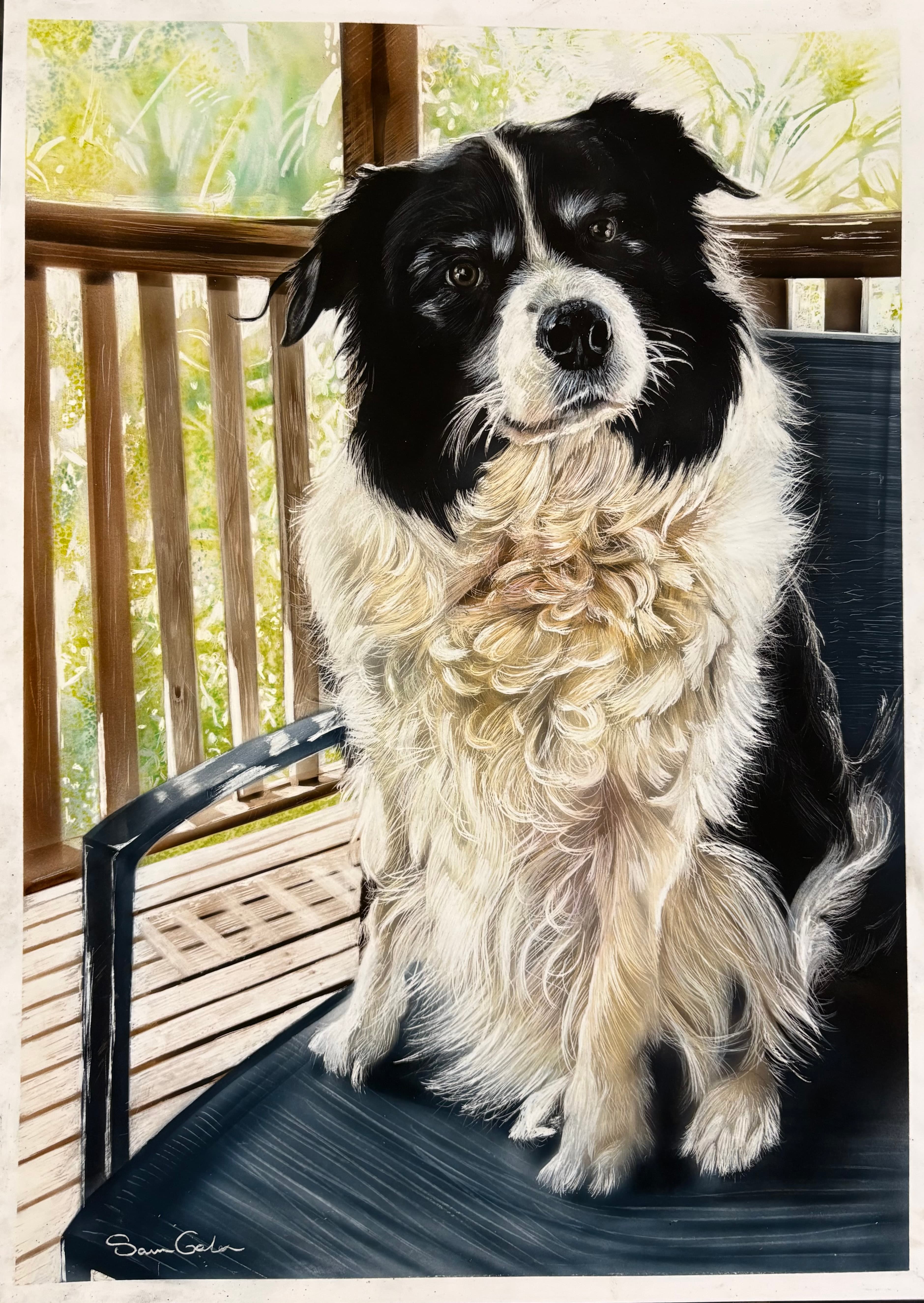 Fluffy black and white Border Collie sitting on a chair on a wooden deck outdoors.