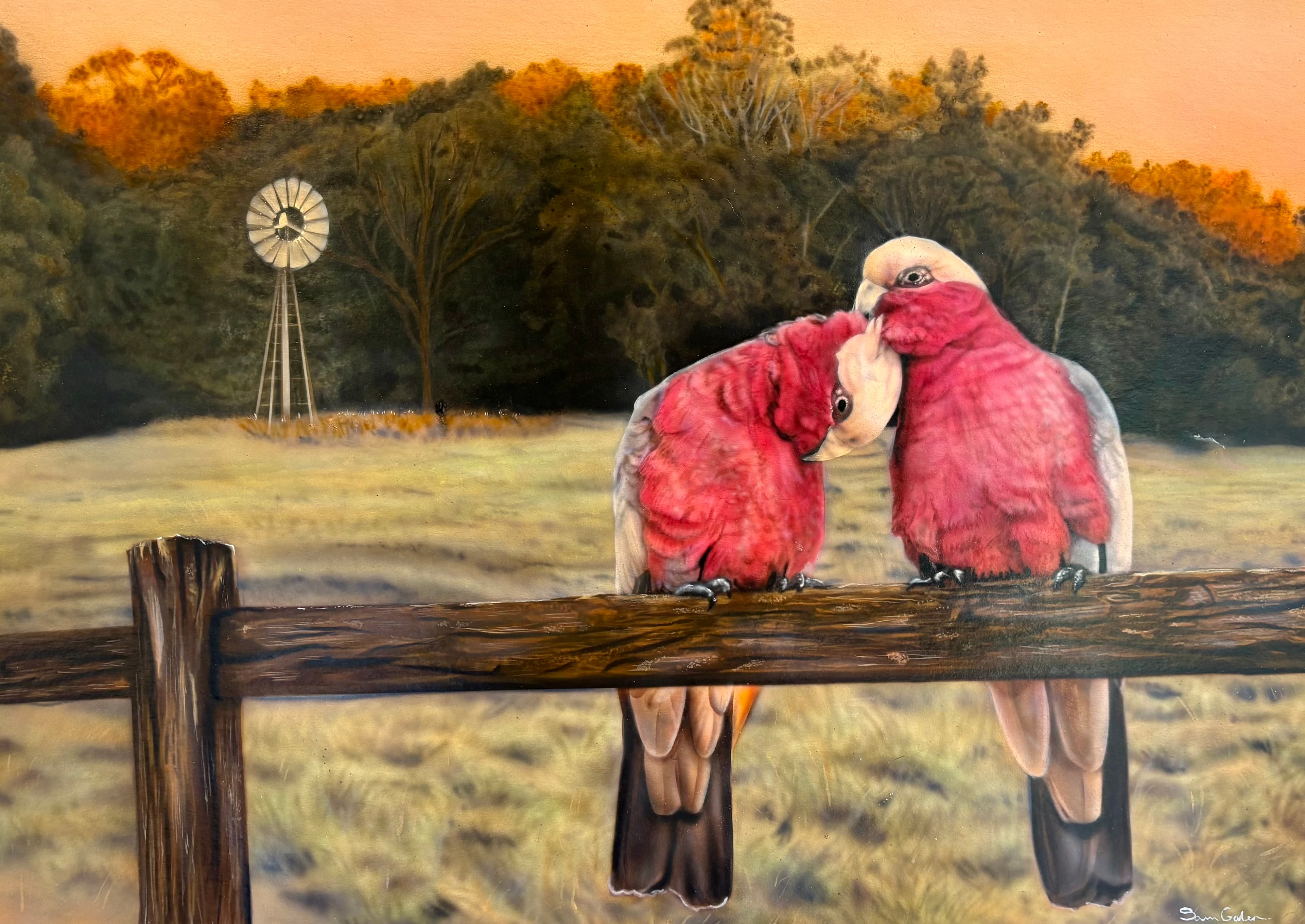 Two pink galahs nuzzle on a wooden fence in a rural landscape at sunset.